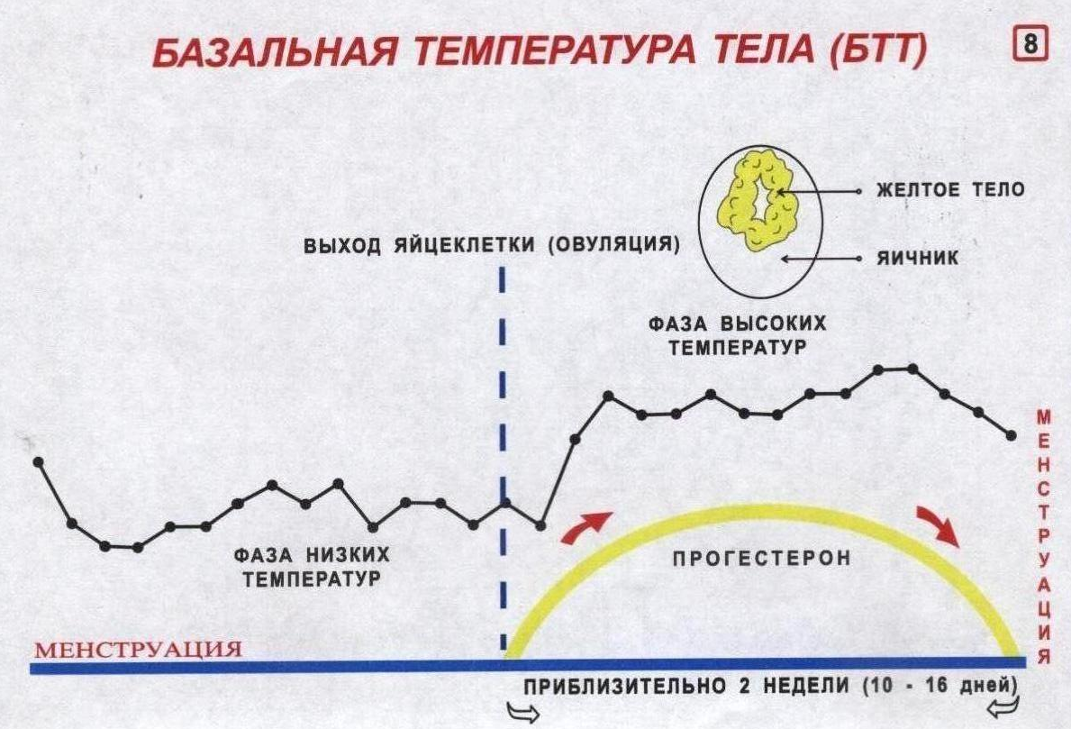 Фертильная фаза. Измерение базальной температуры 2 фазы цикла. График менструального цикла и базальной температуры. Овуляторный график базальной температуры. График базальной температуры с овуляцией.